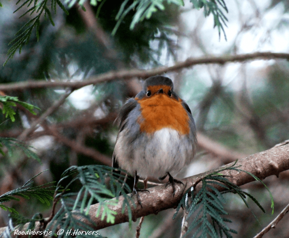 Roodborstje. - Vogels - Roodborstje.