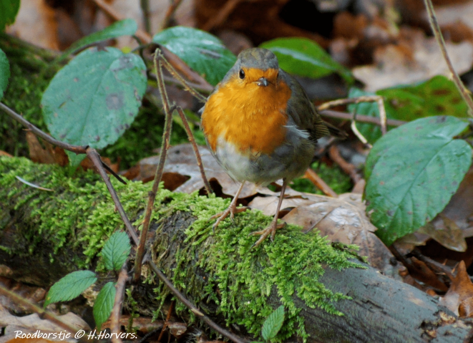 Roodborstje - Vogels - Roodborstje