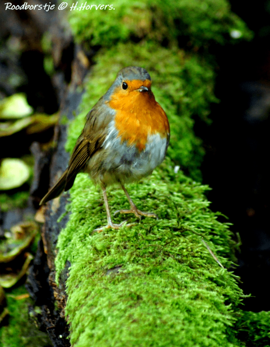 Roodborstje - Vogels - Roodborstje