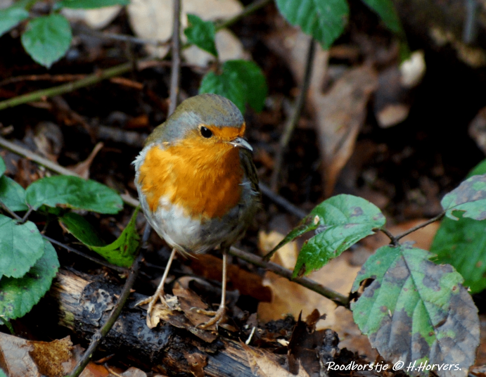 Roodborstje - Vogels - Roodborstje