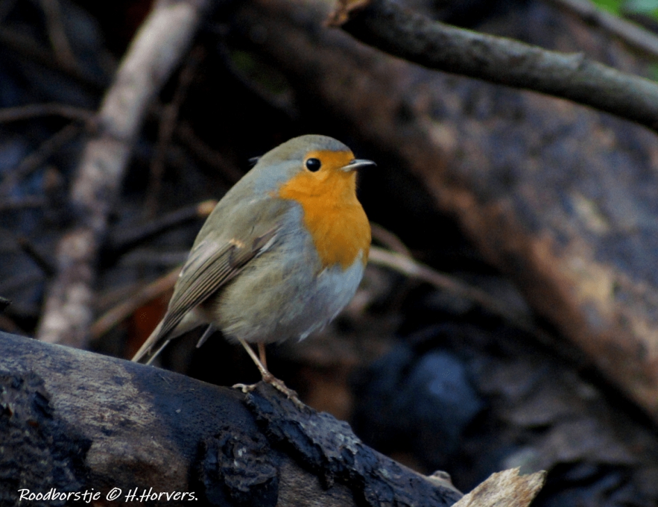Roodborstje - Vogels - Roodborstje