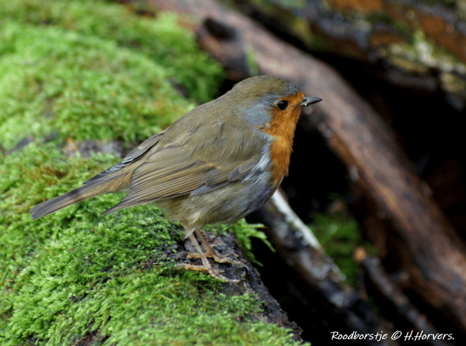 Roodborstje - Vogels - Roodborstje