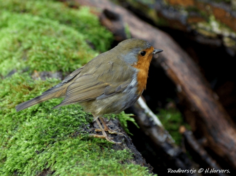 Roodborstje