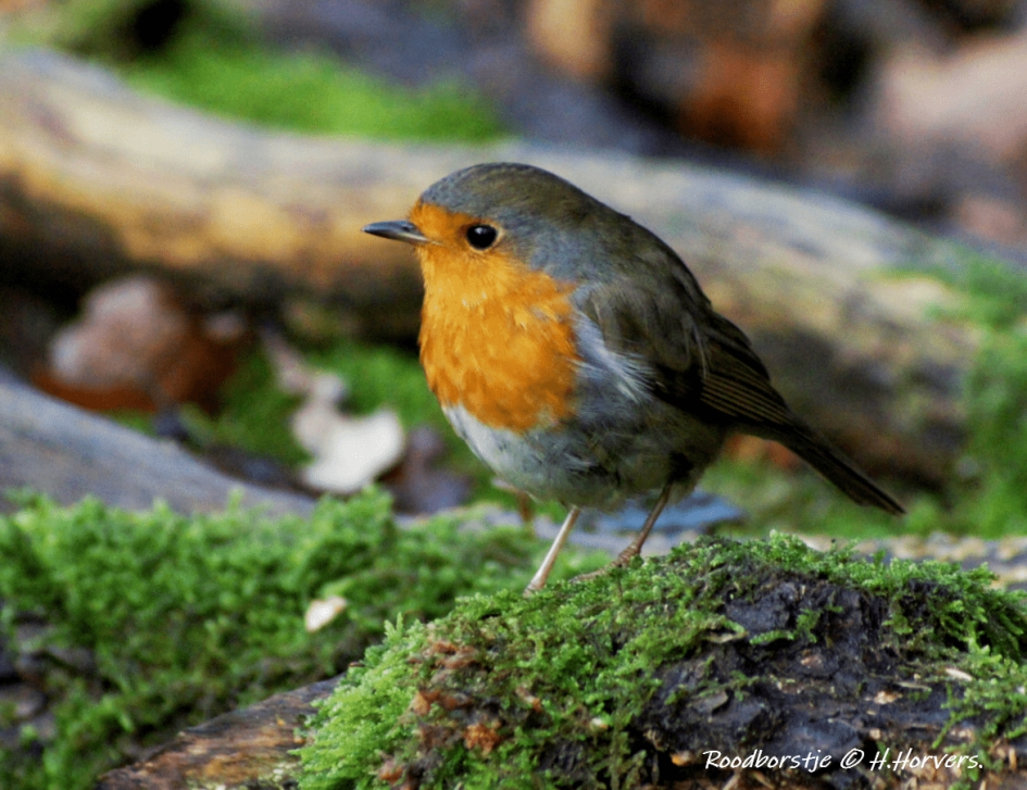 Roodborstje - Vogels - Roodborstje