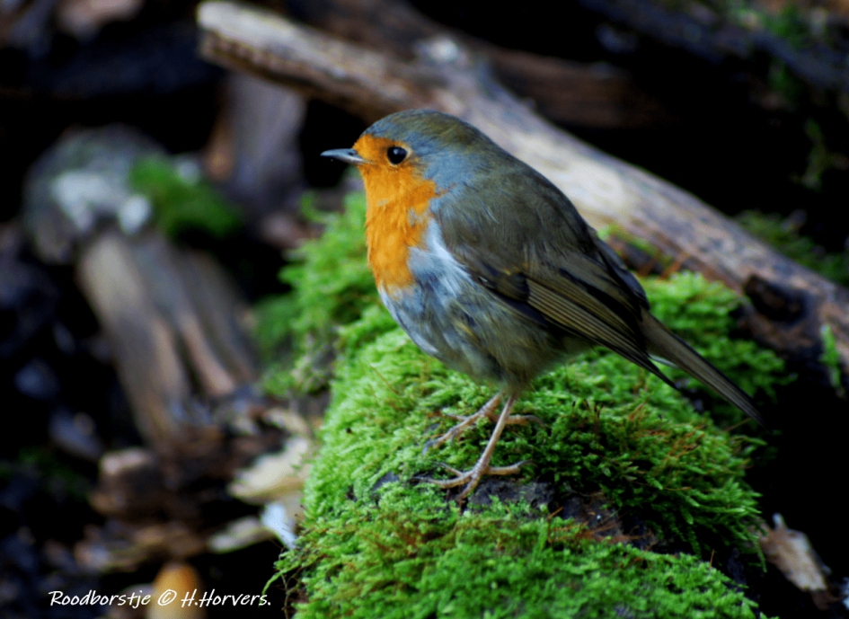 Roodborstje - Vogels - Roodborstje