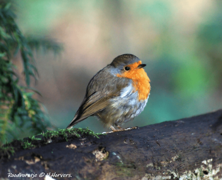 Roodborstje - Vogels - Roodborstje