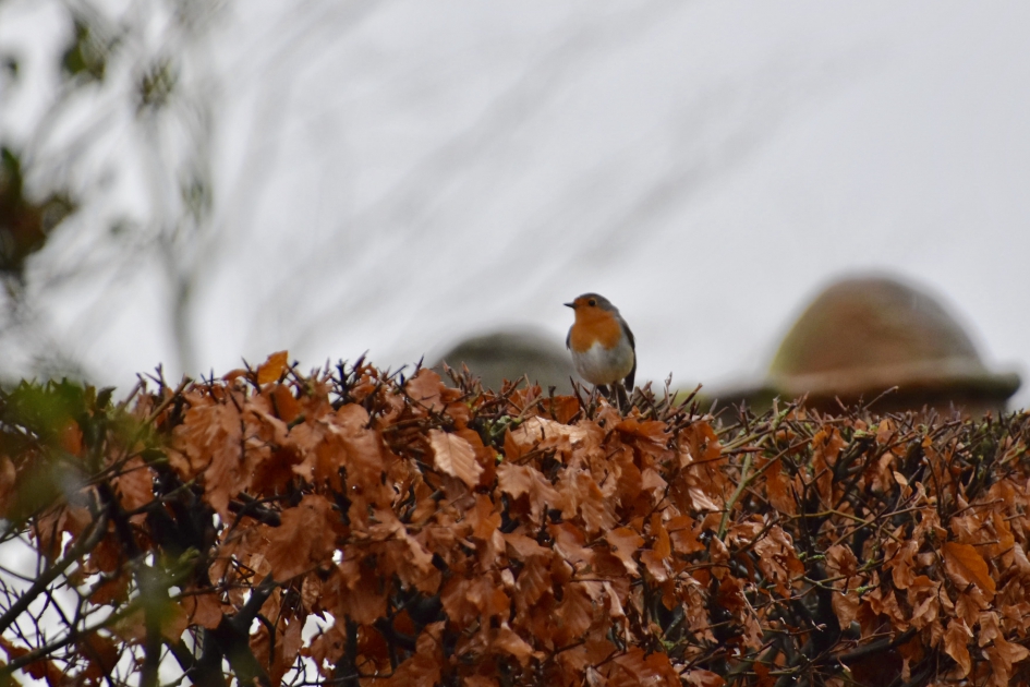 Roodborstje - Vogels - 