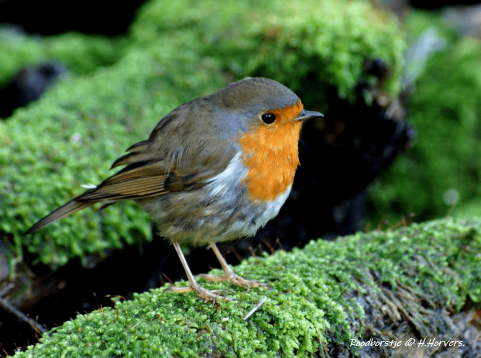 Roodborstje - Vogels - Roodborstje