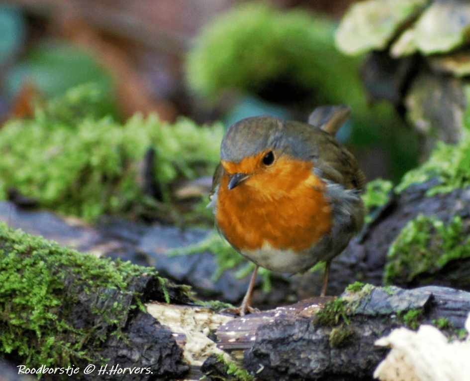 Roodborstje - Vogels - Roodborstje