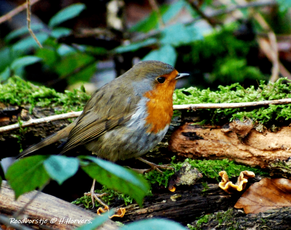 Roodborstje - Vogels - Roodborstje