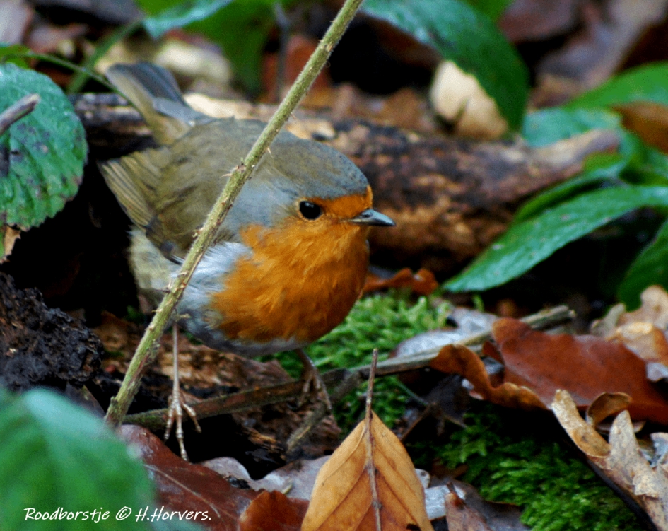 Roodborstje - Vogels - Roodborstje
