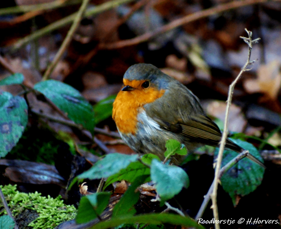 Roodborstje - Vogels - Roodborstje