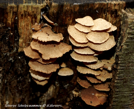 Scherpe Schelpzwammen.