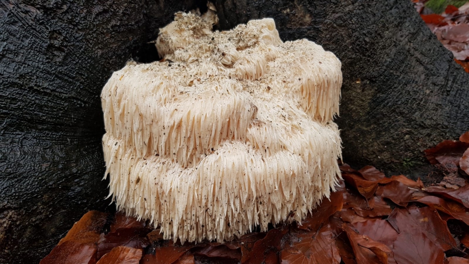 Schimmels - Schimmels - Kammetjesstekelzwam