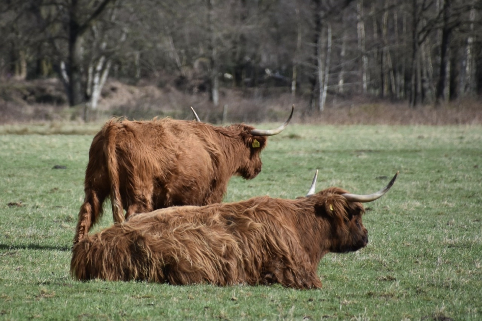 Schotse hooglanders - Zoogdieren - 