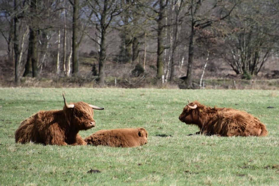 Schotse hooglanders - Zoogdieren - 