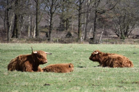 Schotse hooglanders