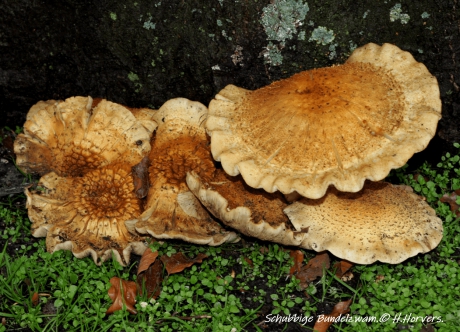 Schubbige Bundelzwam.