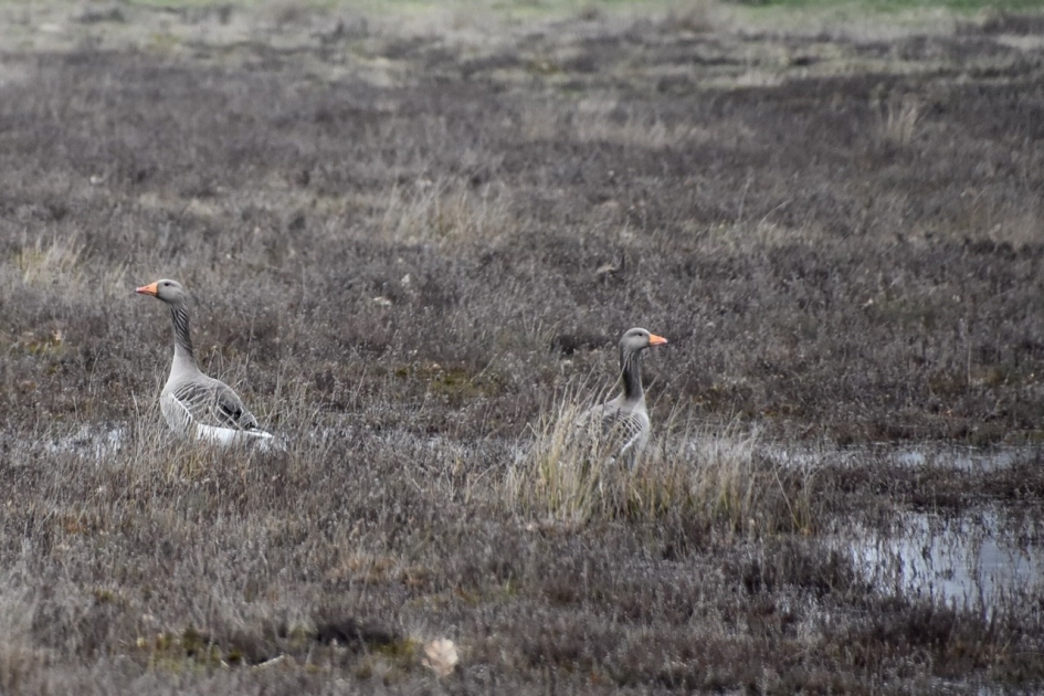 Schutkleur - Vogels - 