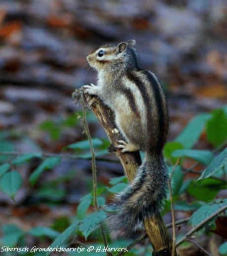 Siberisch Grondeekhoorntje