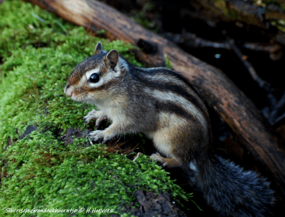 Siberisch Grondeekhoorntje . - Zoogdieren - Siberisch Grondeekhoorntje .