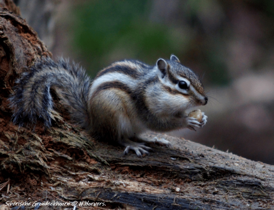 Siberische Grondeekhoorn - Zoogdieren - Siberische Grondeekhoorn