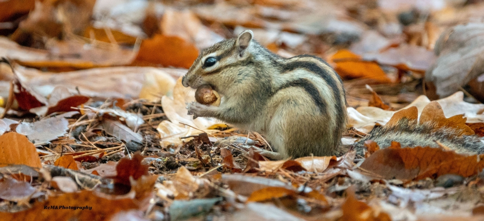 Siberische grondeekhoorn. - Zoogdieren - Siberische grondeekhoorn.