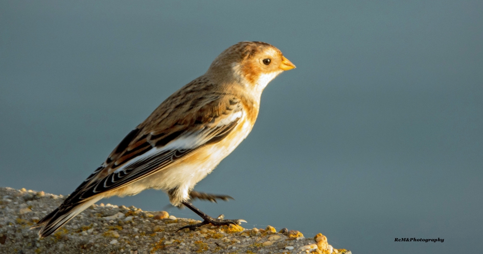 Sneeuwgors. - Vogels - Sneeuwgors.