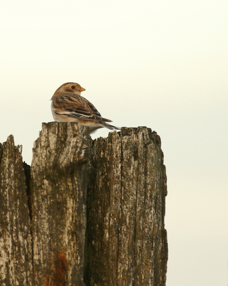 sneeuwgors - Vogels - sneeuwgors