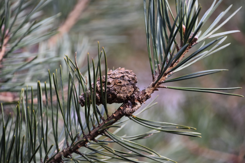 Dennenappel - Planten - 
