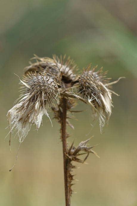 speerdistel