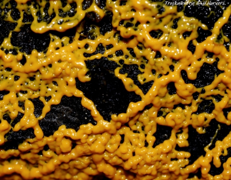 Stadium tussen Plasmodium en Troskalknetje (1)