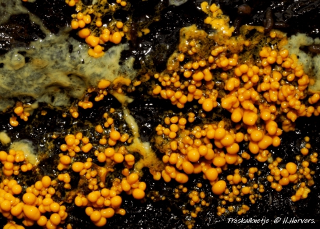 Stadium tussen Plasmodium en Troskalknetje (2)