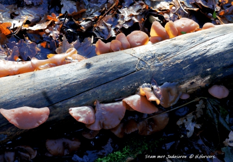 Stam met Judasoren .