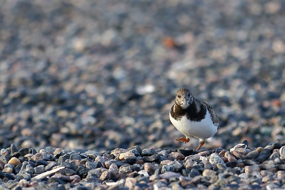 (s)teenloper - Vogels - steenloper