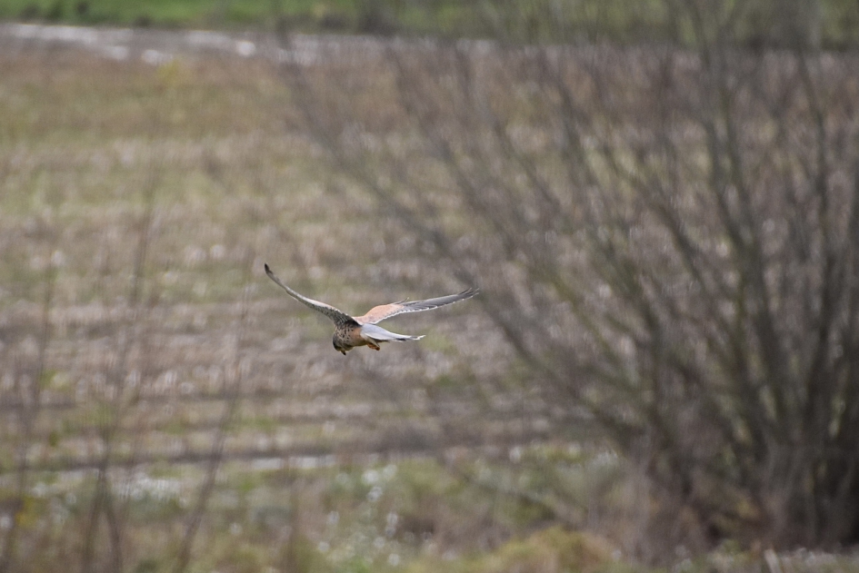 Tirenvalk - Vogels - 