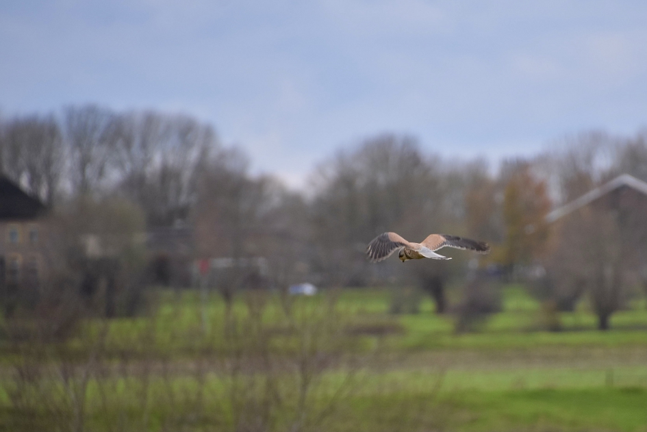 Torenvalk - Vogels - 