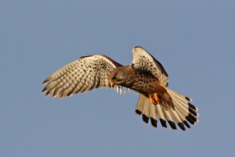 Torenvalk biddend - Vogels - 