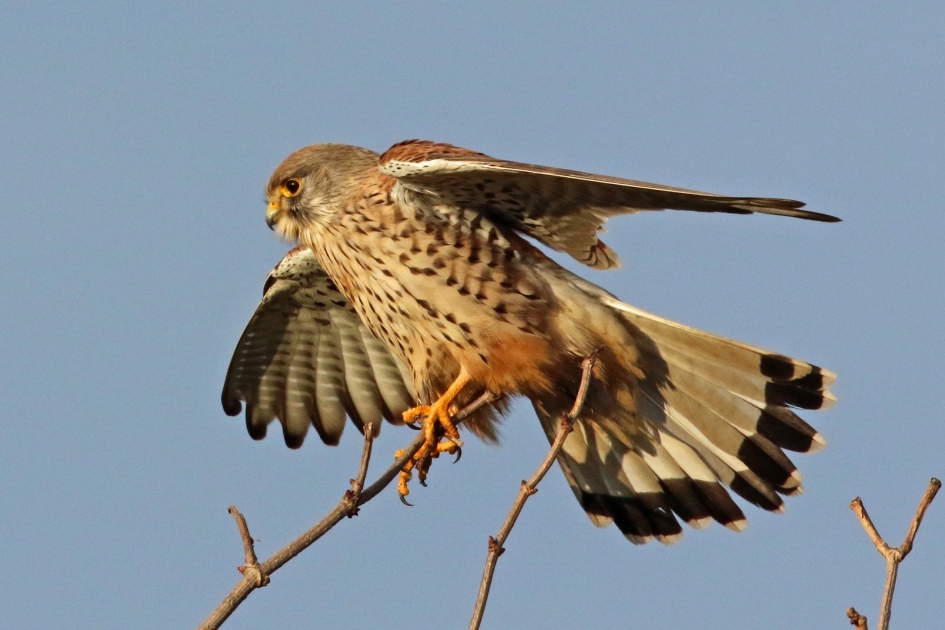 Torenvalk landend - Vogels - 