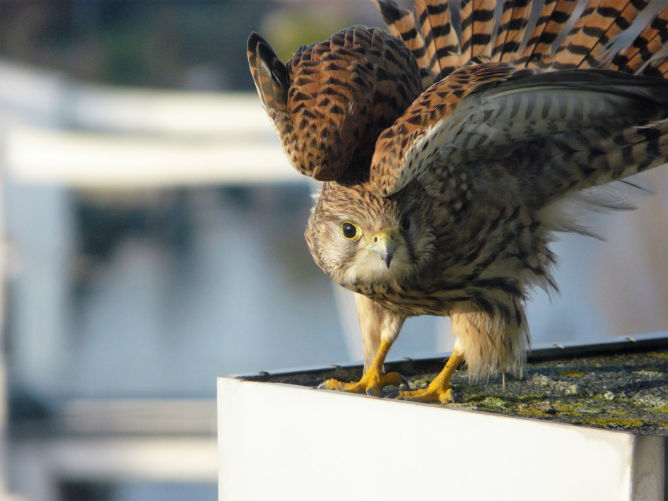Torenvalk op balkon. - Vogels - torenvalk