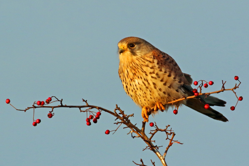 Torenvalk poserend - Vogels - 