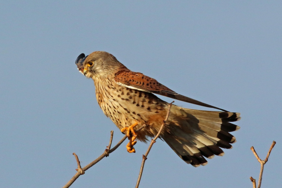 Torenvalk saluerend - Vogels - 