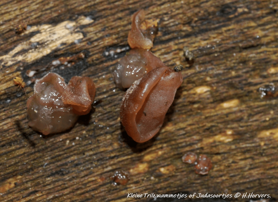 Trilzwammetjes of Judasoortjes - Schimmels - Trilzwammetjes of Judasoortjes