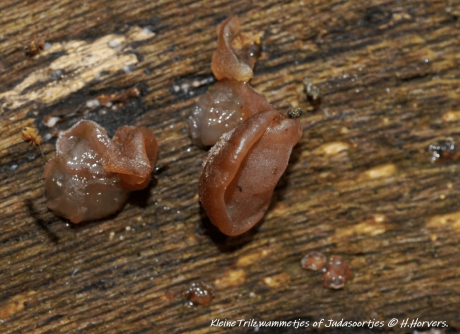 Trilzwammetjes of Judasoortjes