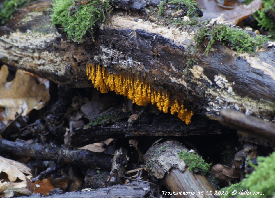 Troskalknetje - Schimmels - Troskalknetje