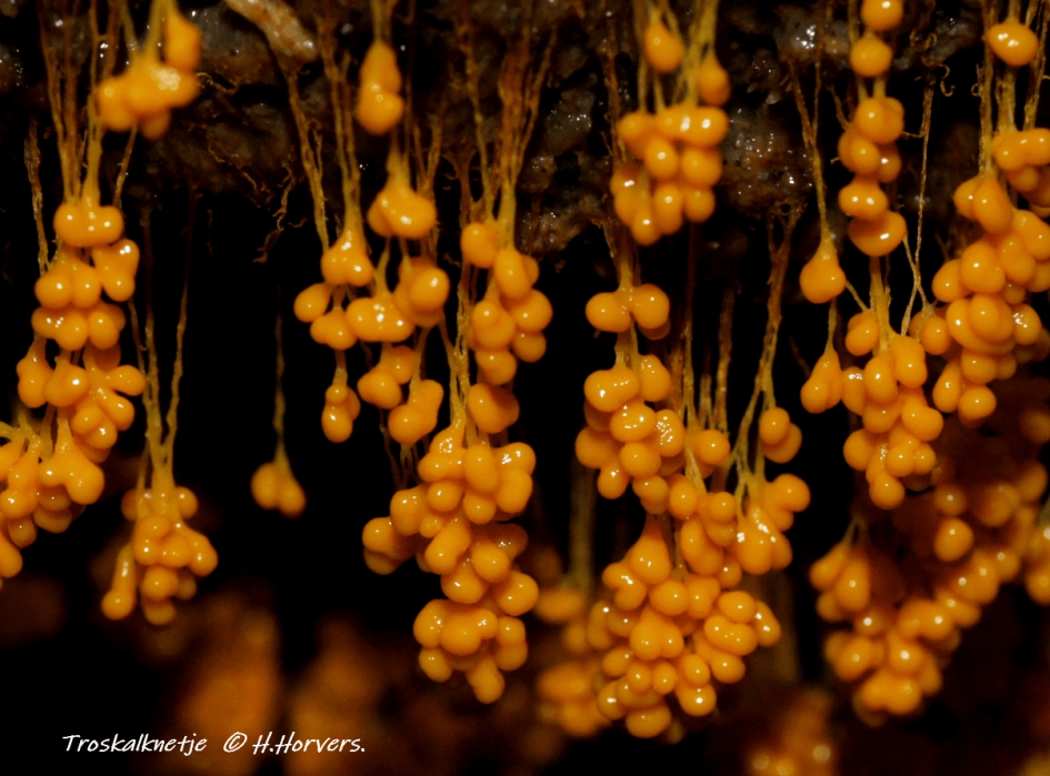Troskalknetje - Schimmels - Troskalknetje