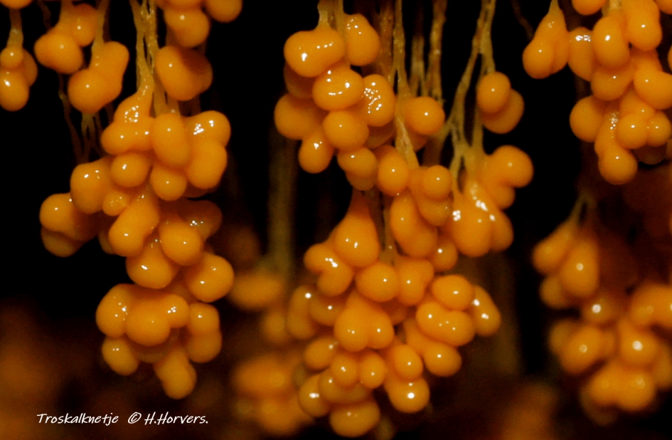 Troskalknetje - Schimmels - Troskalknetje