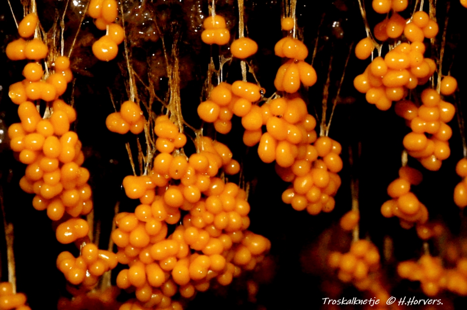 Troskalknetje . - Schimmels - Troskalknetje .
