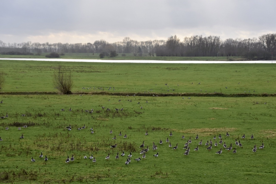 Uiterwaarden langs de Lek - Vogels - 