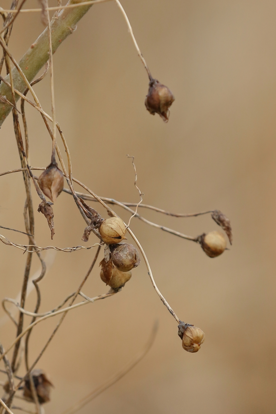 uitgebloeide haagwinde - Planten - haagwinde